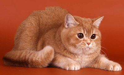 Британская прямоухая кошка рыжего окраса